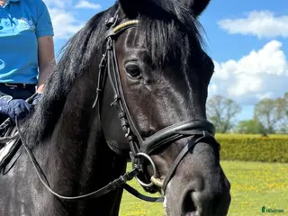 hästar En snygg och trevlig 7 årig valack 🌟 - Annons 1