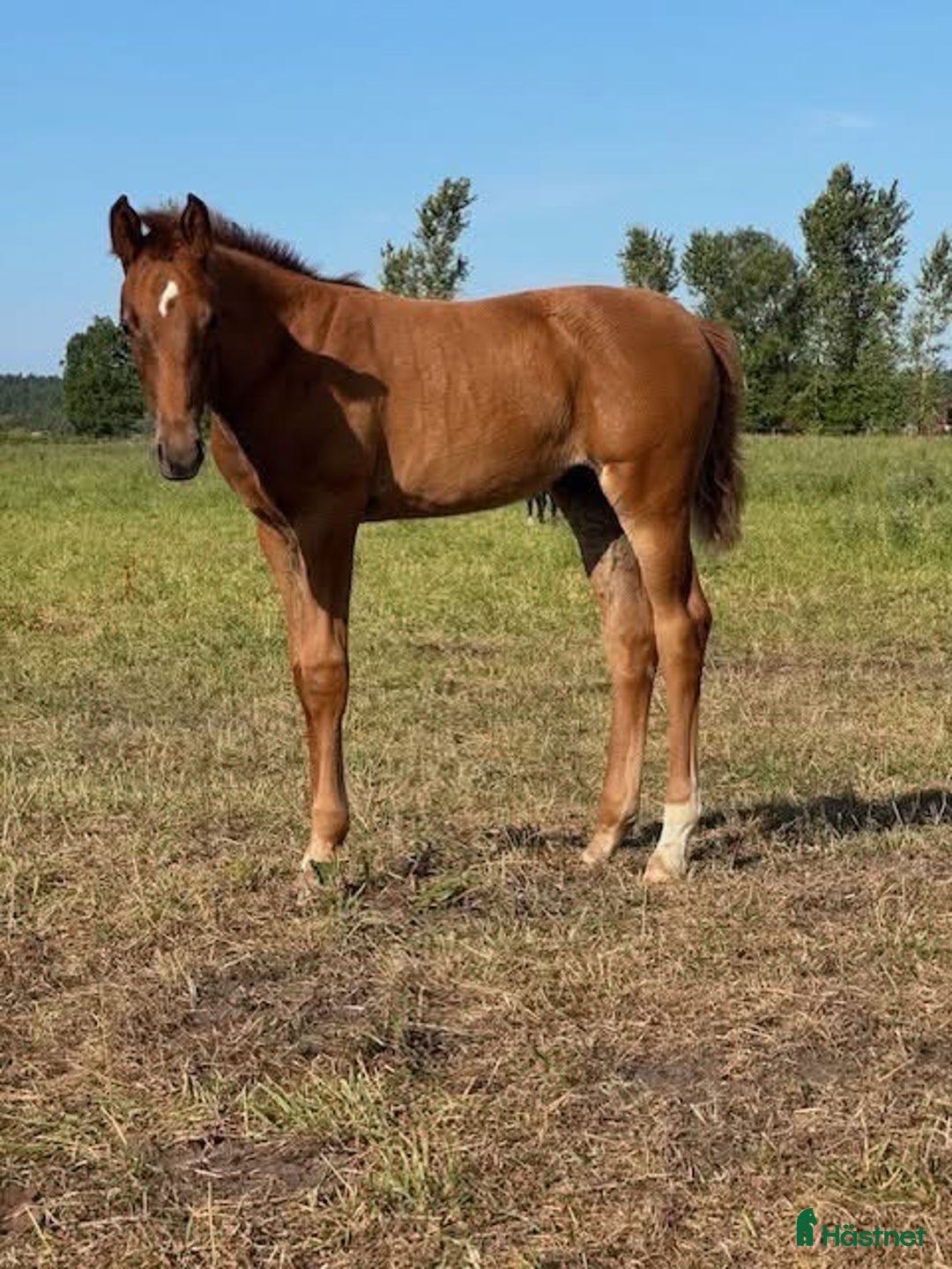 Dressyr hästar till salu: Toppstammat stoföl  - Annons 7