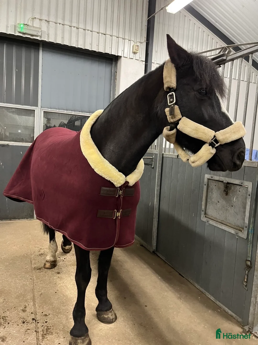 Allround hästar till salu: Vacker sto - Annons 2