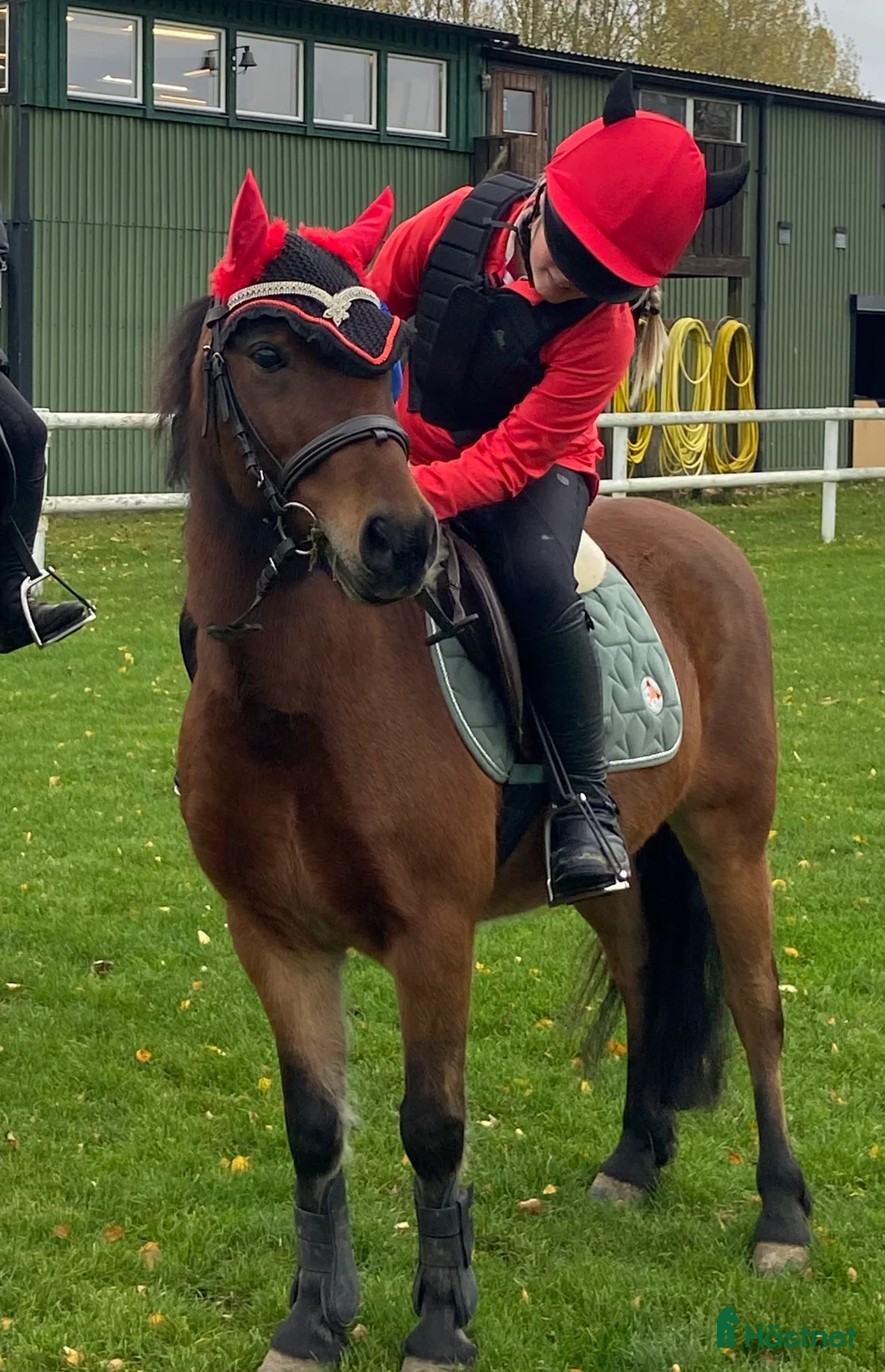 Allround hästar till salu: Sötaste Rocky ❤️ - Annons 4