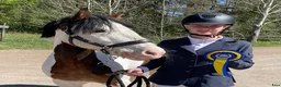 Hoppning hästar till salu: B-ponny med stort hjärta och fin hoppkapacitet - Annons 2