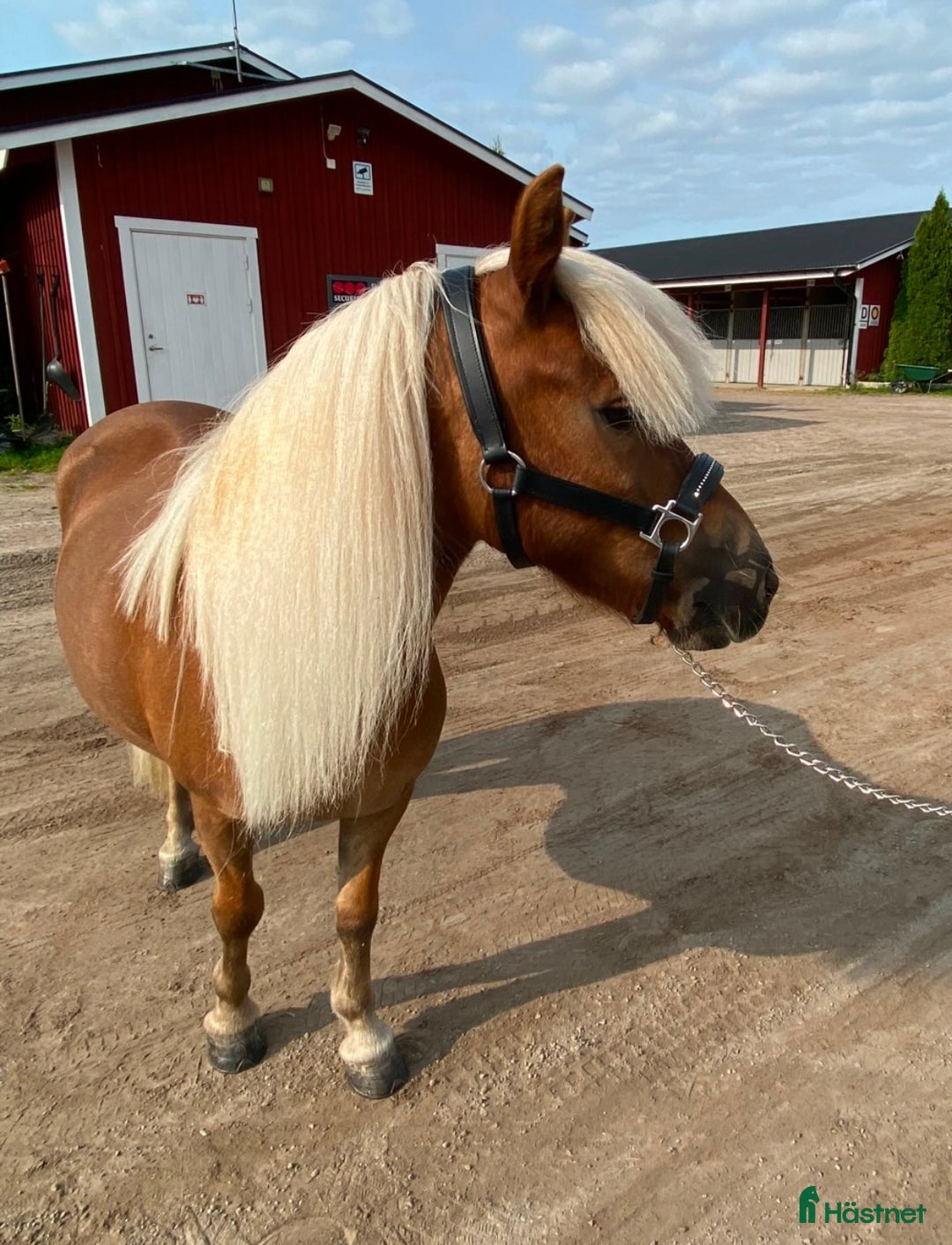 Allround hästar till salu: Gläntans Dacar i Mora - Annons 6