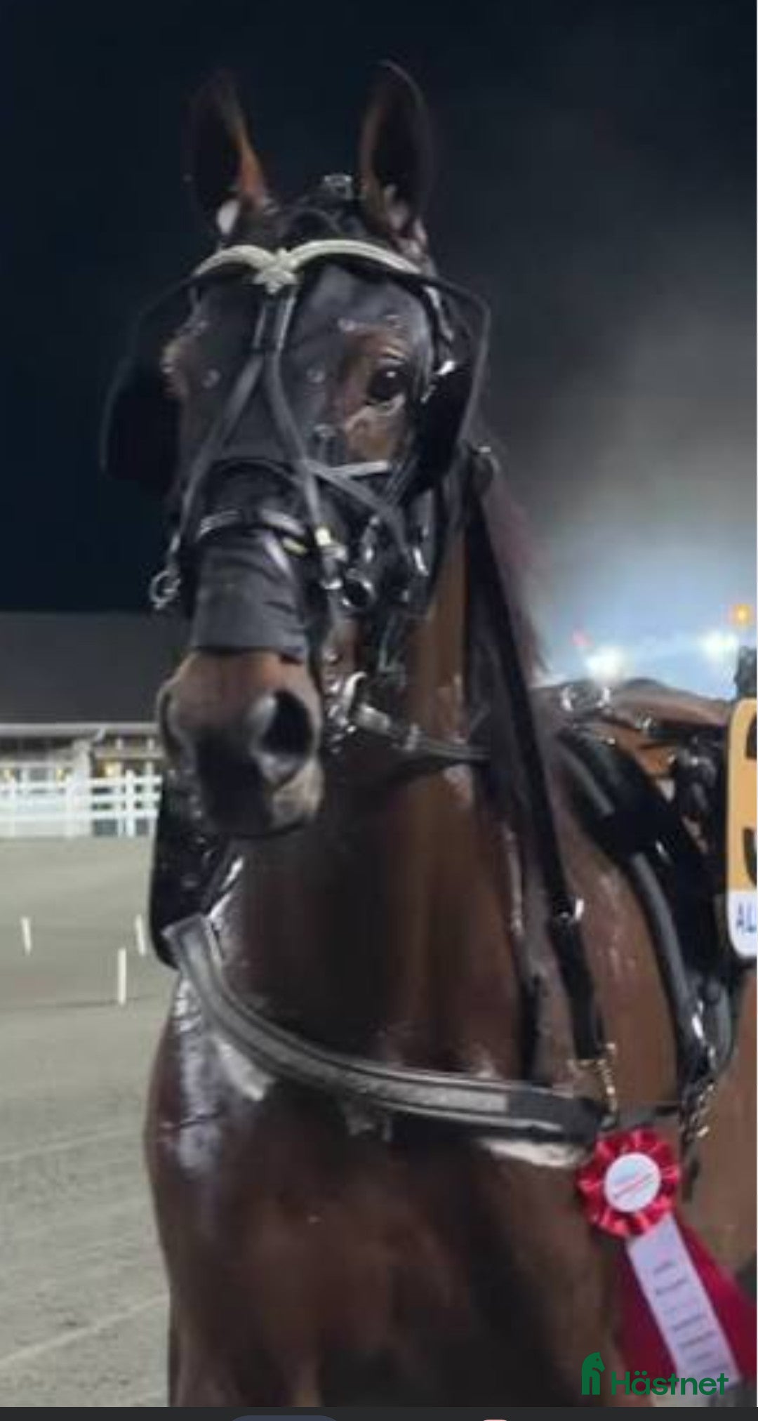 Trav hästar till salu: Start häst med 1400 stp i Djurås - Annons 1