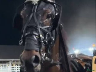 hästar Start häst med 1400 stp i Djurås - Annons 5