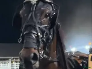 hästar Start häst med 1400 stp i Djurås - Annons 12