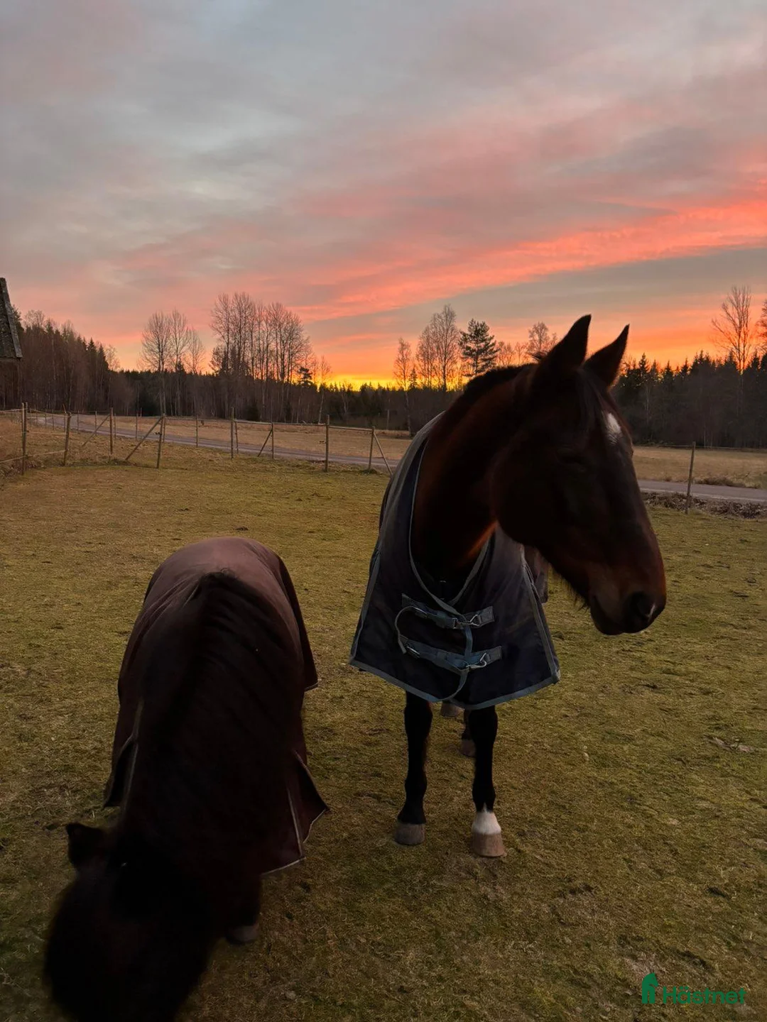 Sällskap hästar till salu: 21 årig varmblodssto - Annons 2