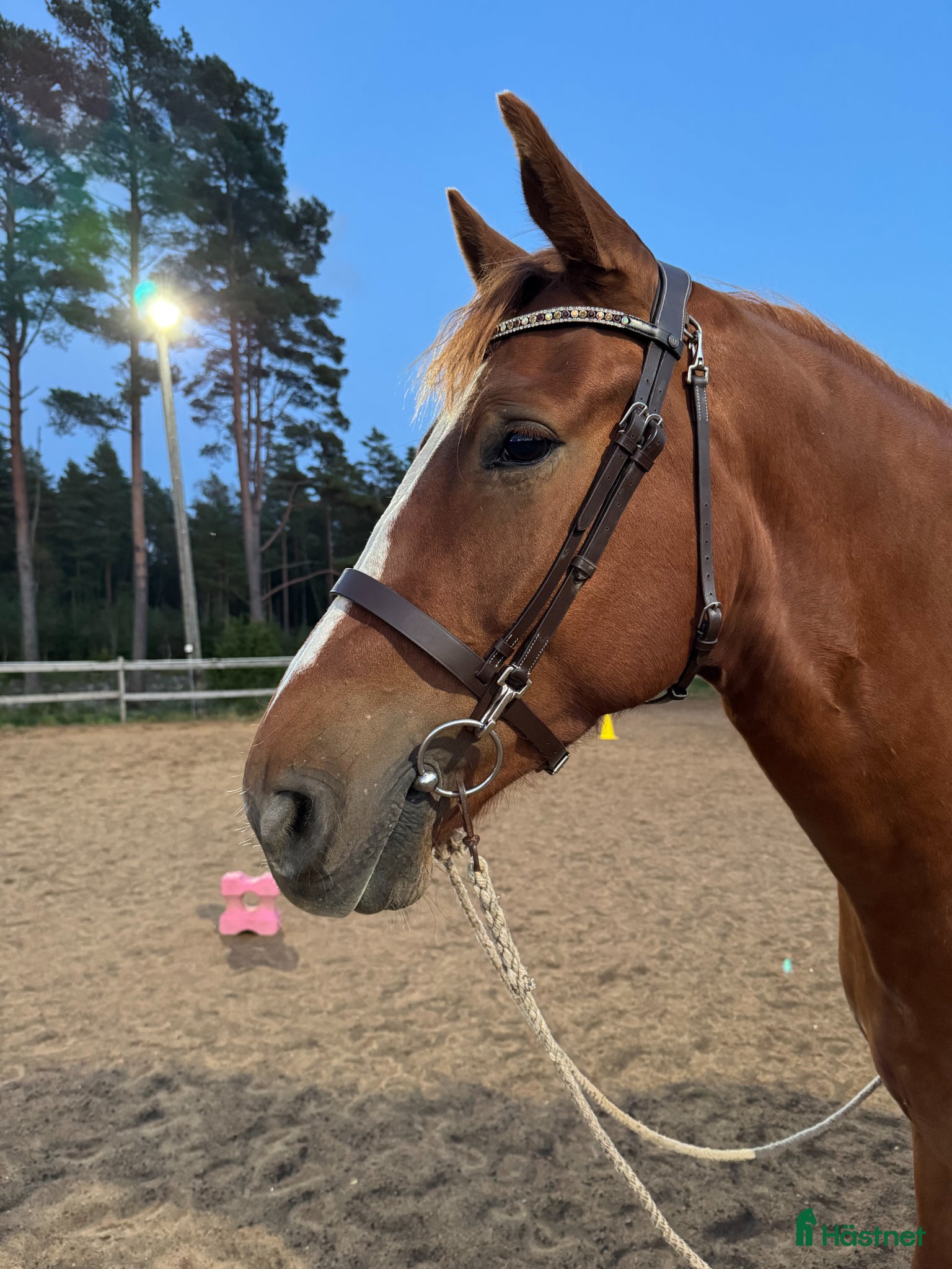  hästar 5-årig valack med mycket utstrålning! - Annons 7
