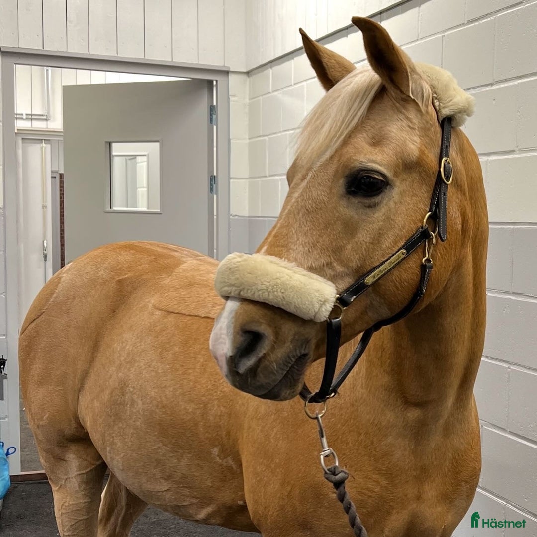 Dressyr hästar till salu: Välriden ponny söker nytt hem i Saltsjö-Boo - Annons 2