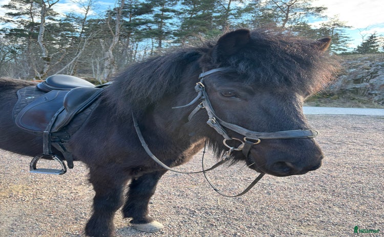  hästar i Ellös - Annons 7