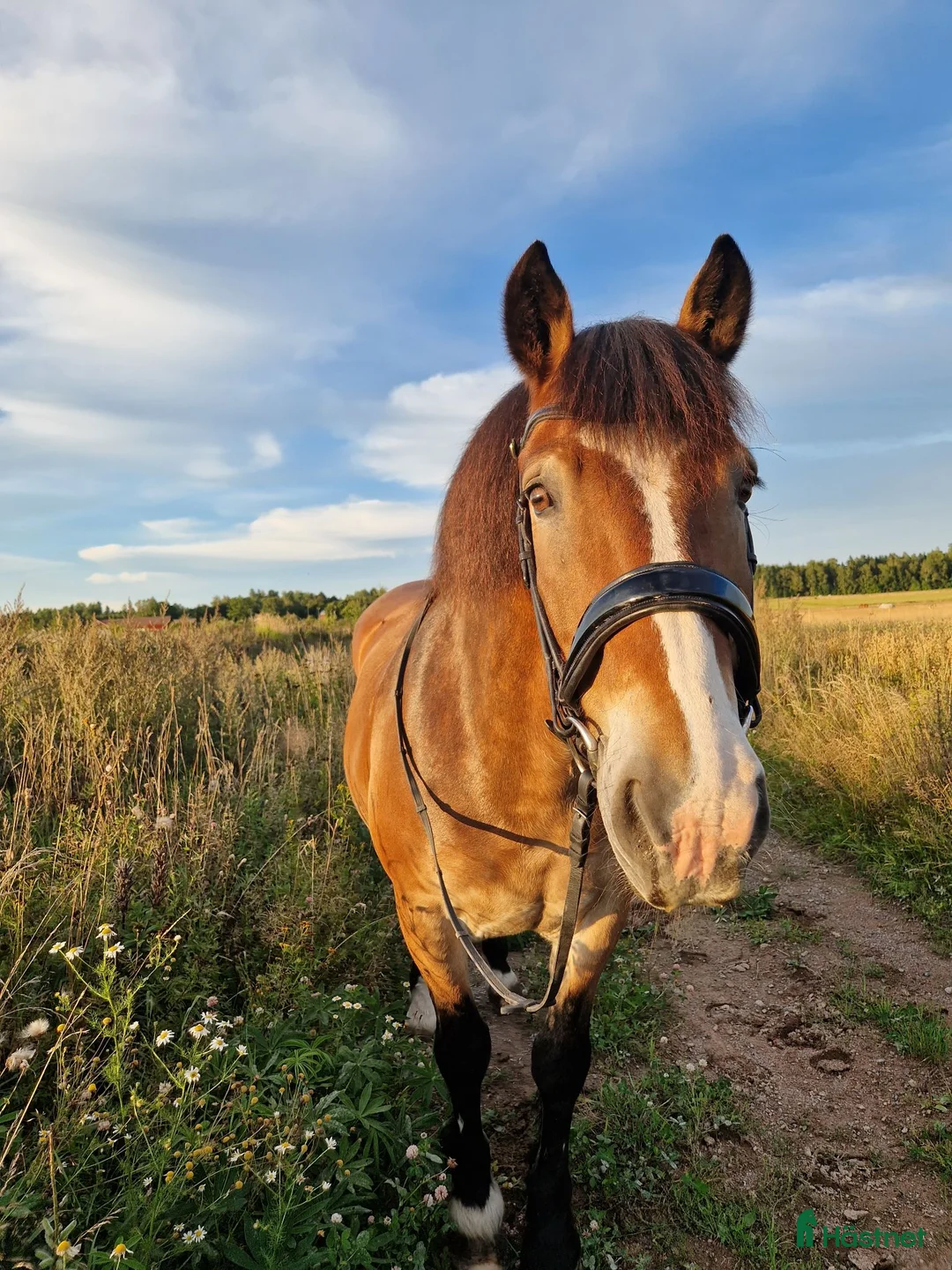 Allround hästar till salu: Världens bästa  i Valbo - Annons 2