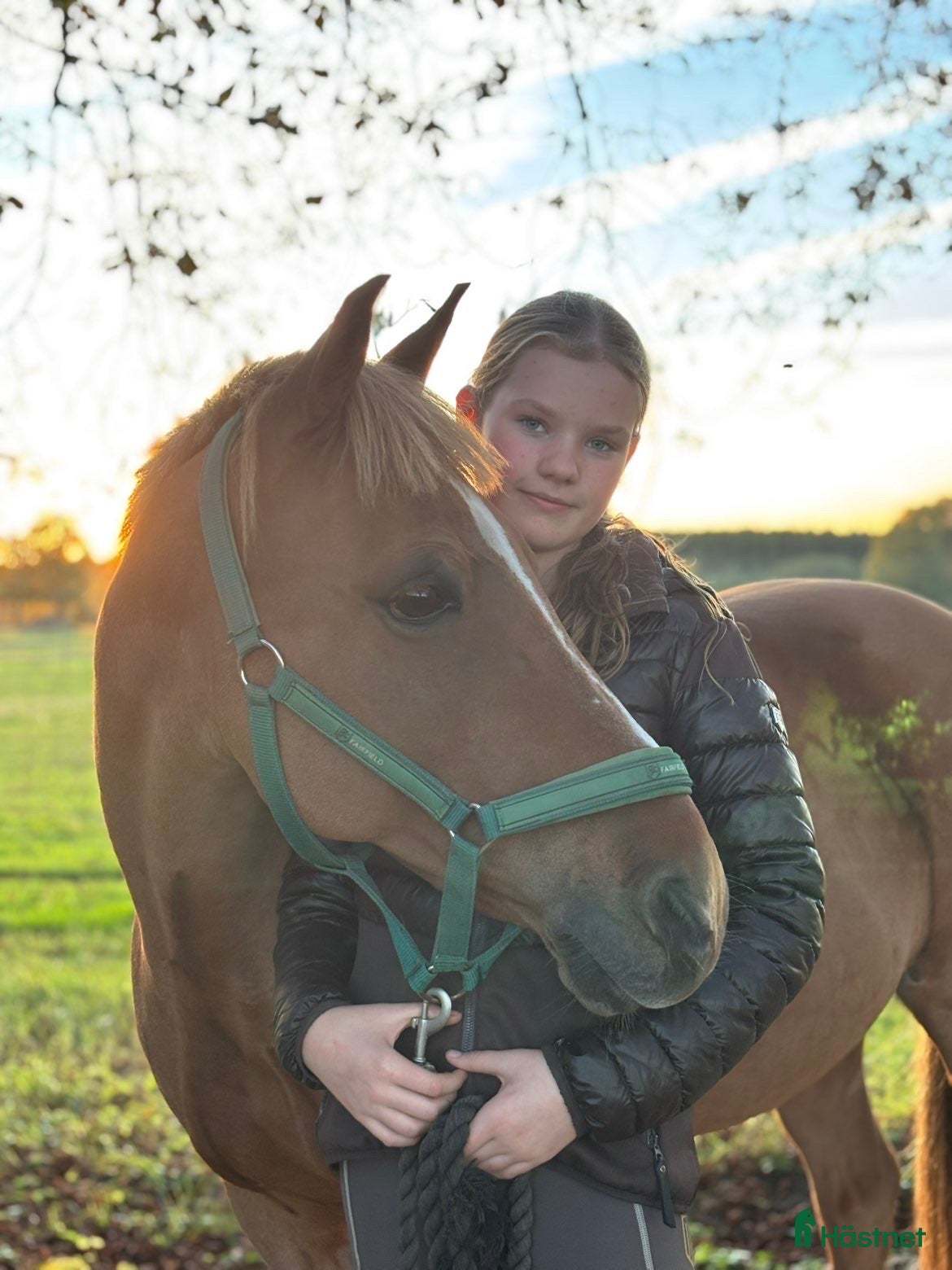 hästar Allround/läromästare söker nu en ny bästa vän💛 - Annons 1