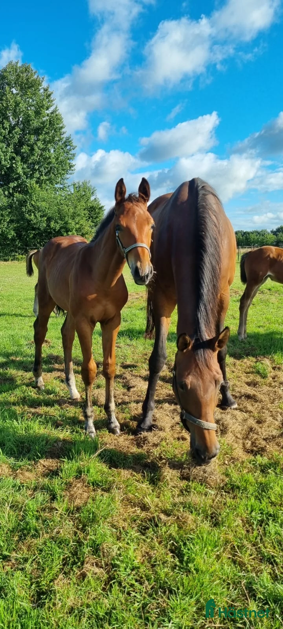 Hoppning hästar till salu: Hingstföl e Chacco-Blue x Vigo D’Arsouilles i Stockholm - Annons 2