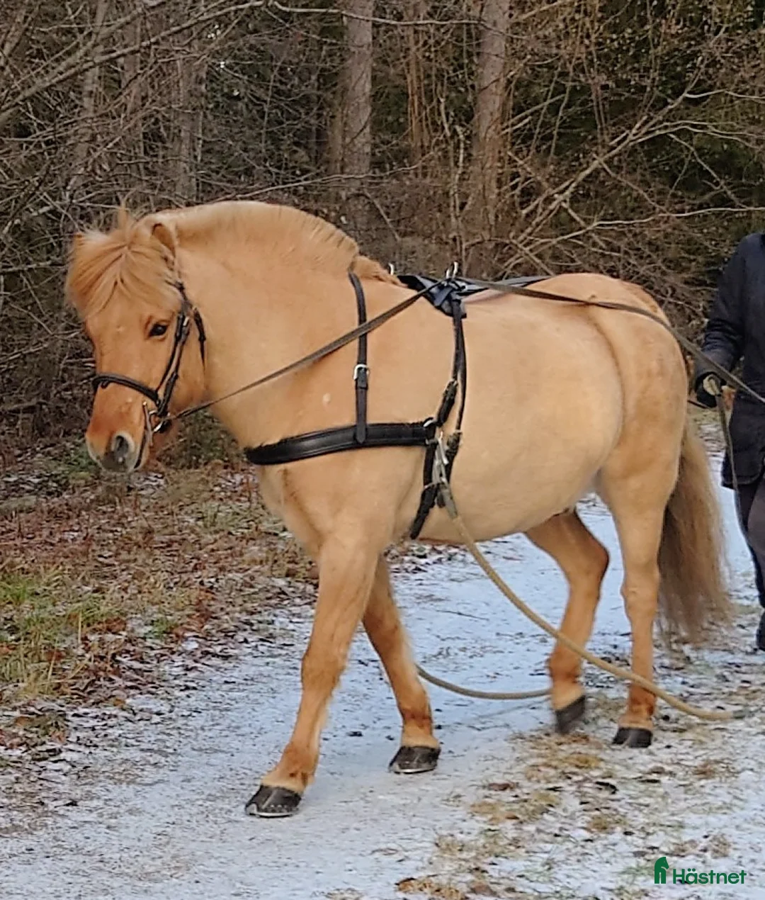 Sällskap hästar sökes: Sällskapsponny sökes - Annons 2
