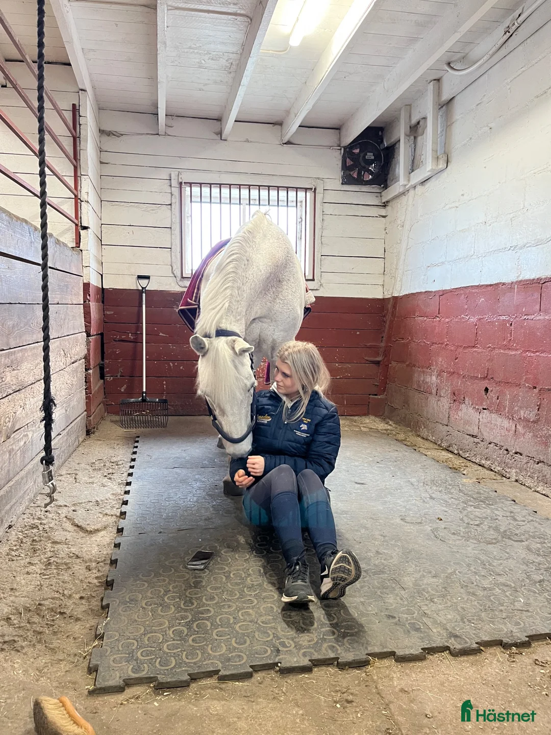 Allround hästar till salu: Fin allround ponny❤️‍🩹 i Nättraby - Annons 2
