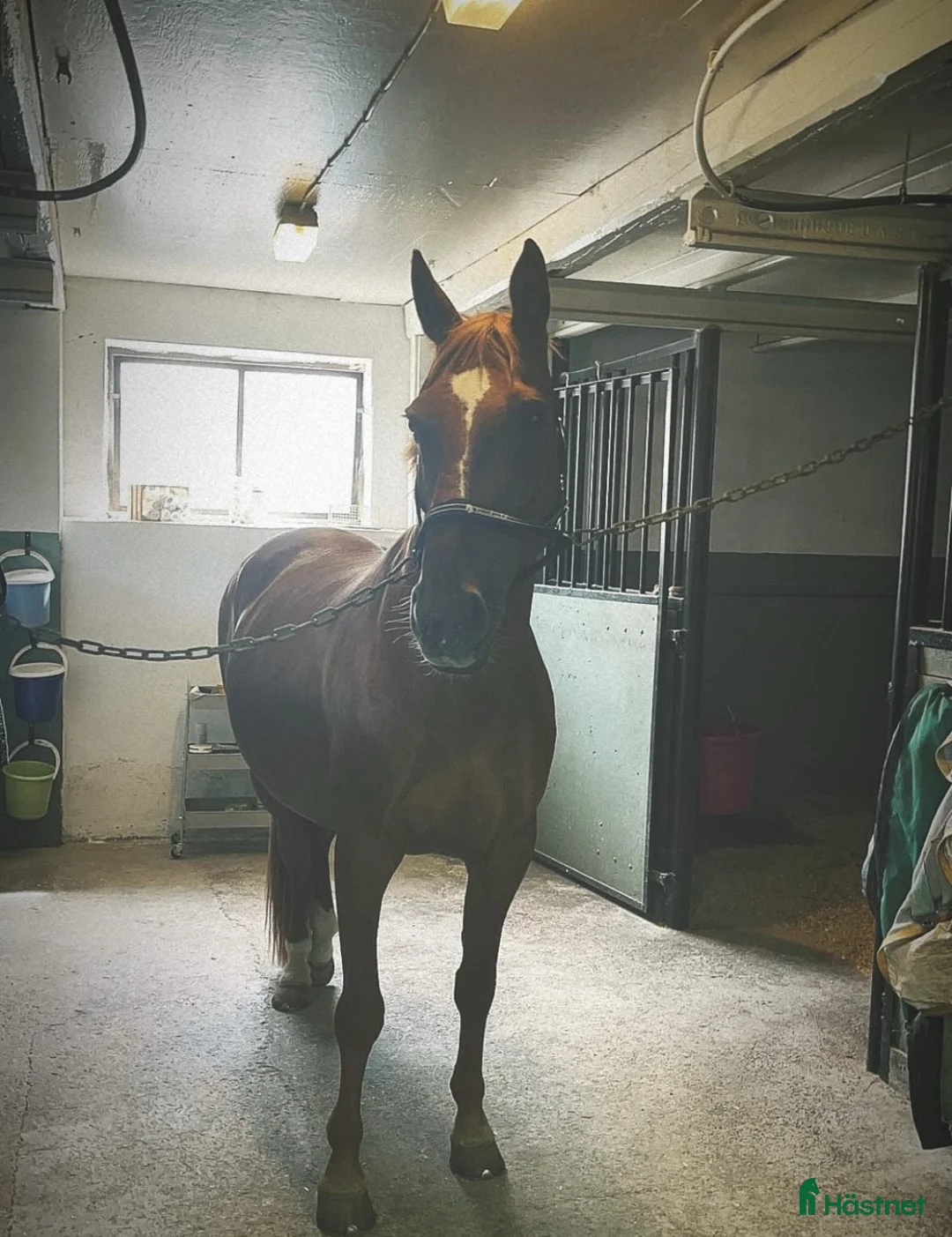 Allround hästar till salu: Hobbyhäst - stor häst I ponnyhöjd - Annons 5