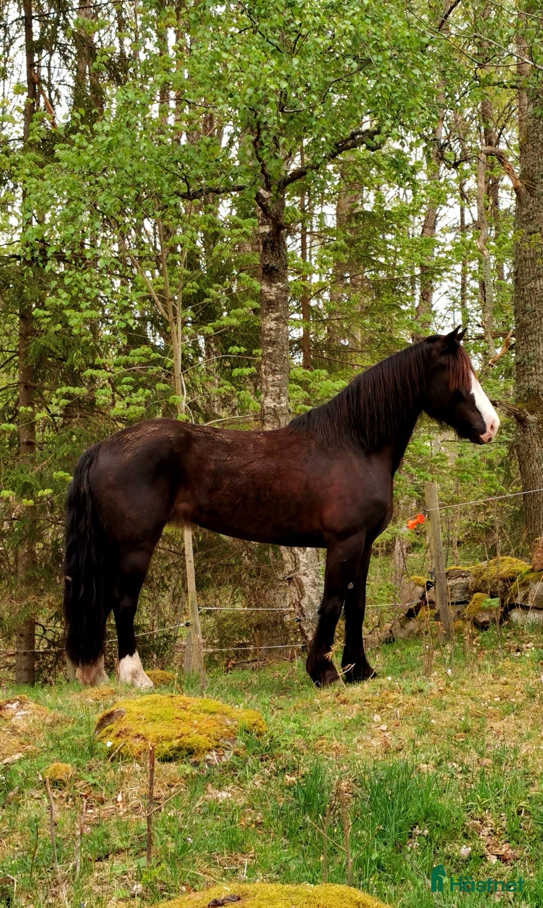  medryttarhäst finnes: Söker engagerat stallsällskap  - Annons 1