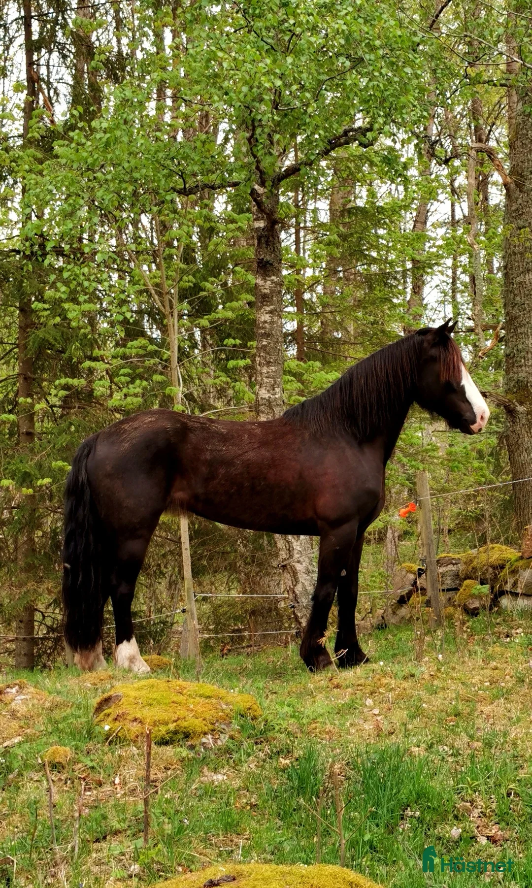  medryttarhäst finnes: Söker engagerat stallsällskap  i Götene - Annons 1