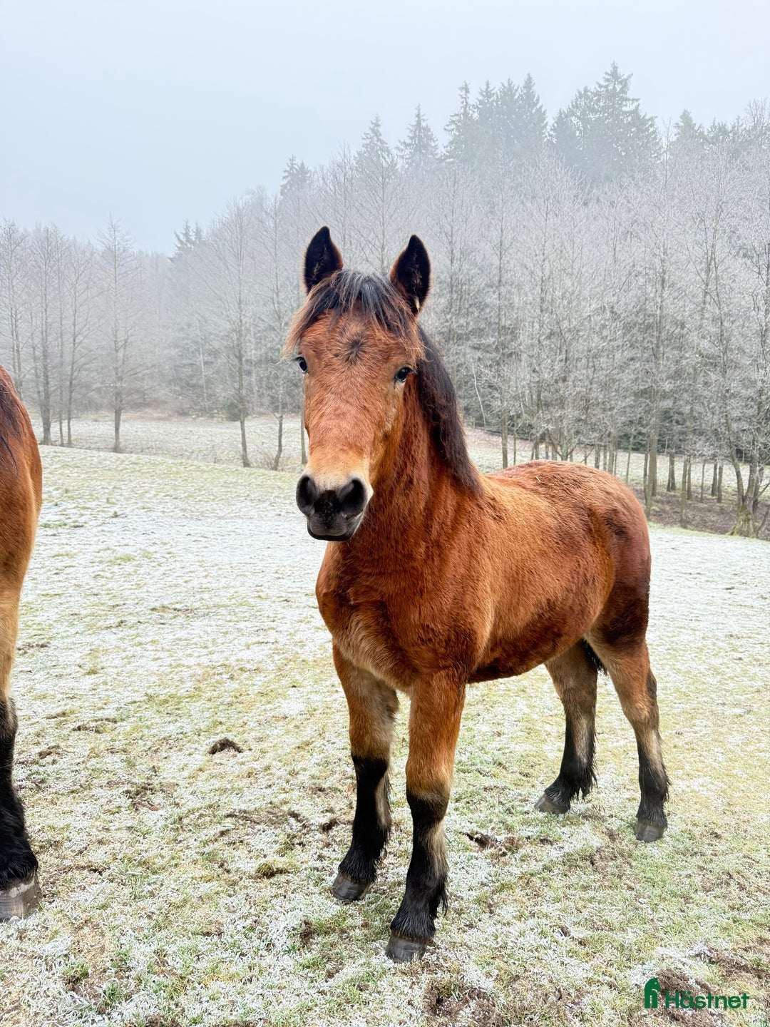 Körning hästar till salu: Dräktigt Elitsto samt Pigall 7 mån i Lilla Edet - Annons 6