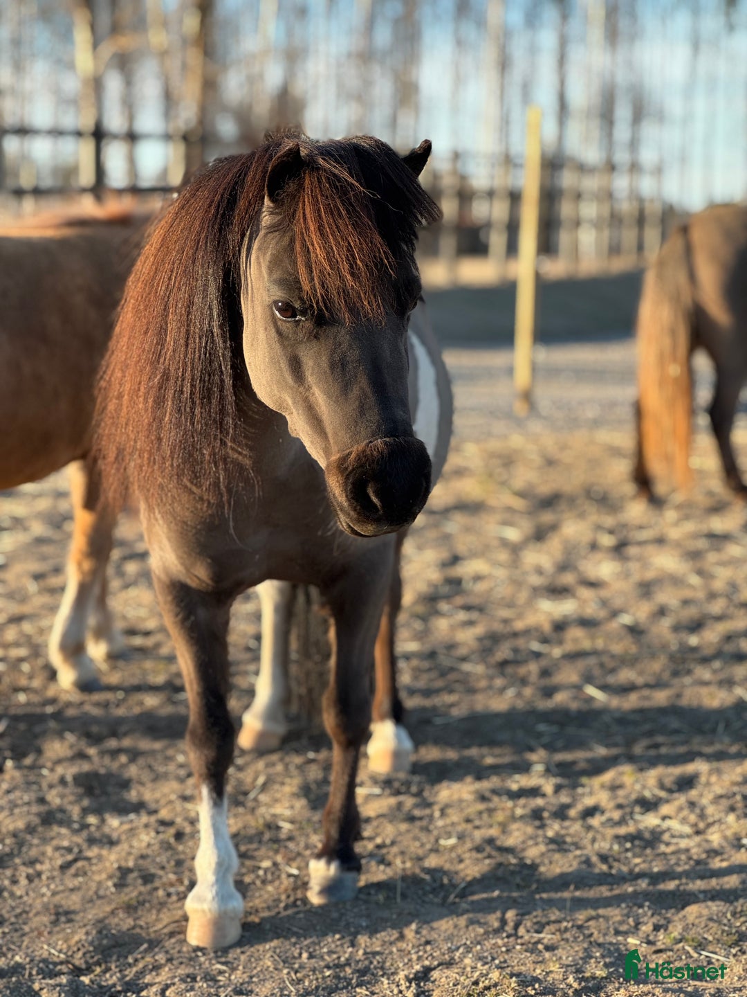 Övrigt hästar till salu: AMHA sto  i Strängnäs - Annons 5