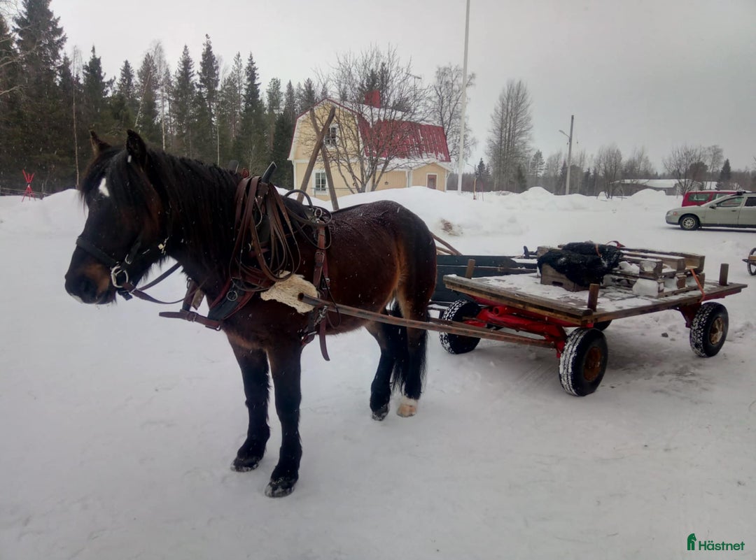 Allround hästar till salu: Kallblodstravare i Haparanda - Annons 5