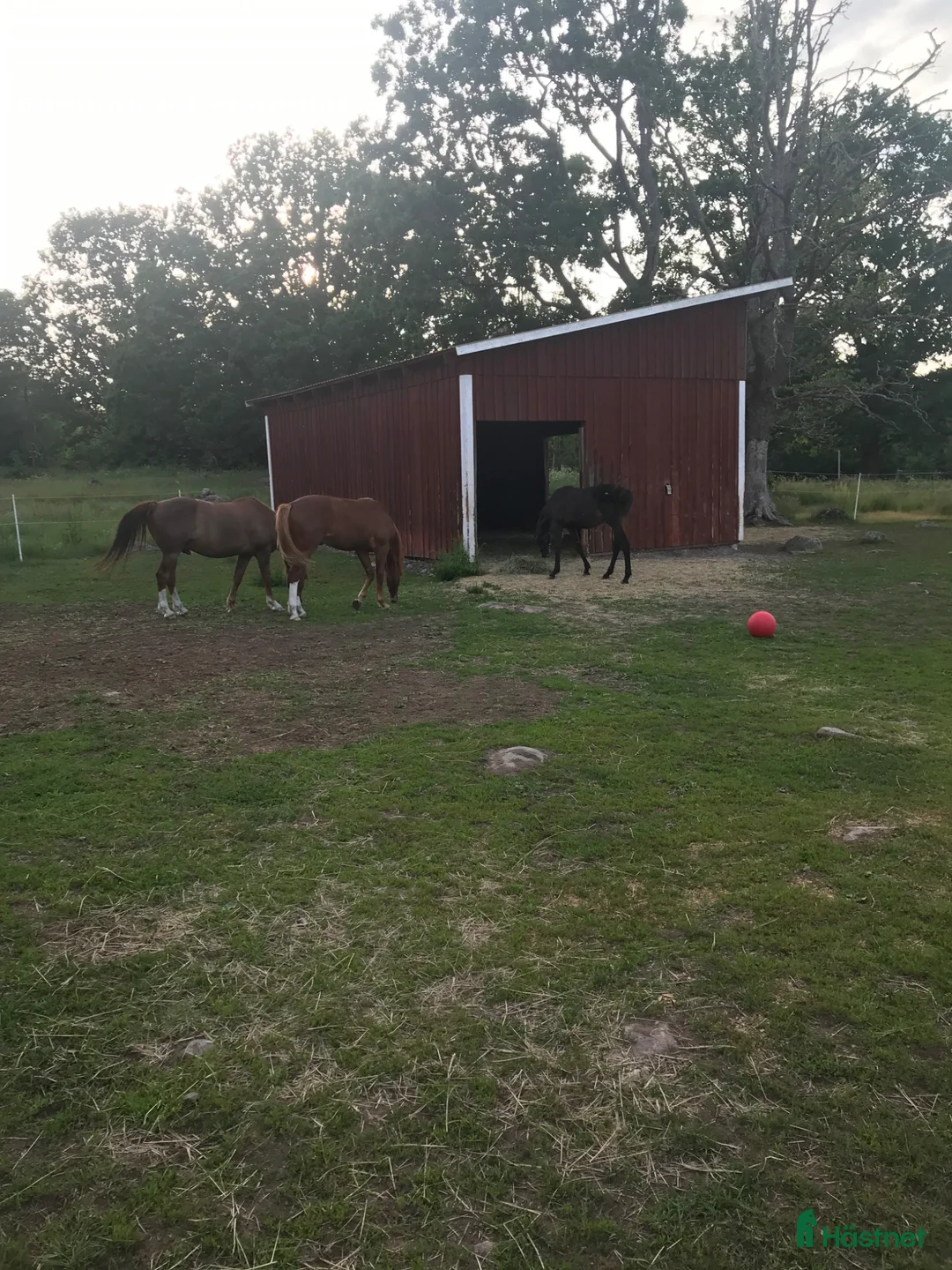  stallplats finnes: Stall uthyres i Knivingaryd, Nybro.  - Annons 8