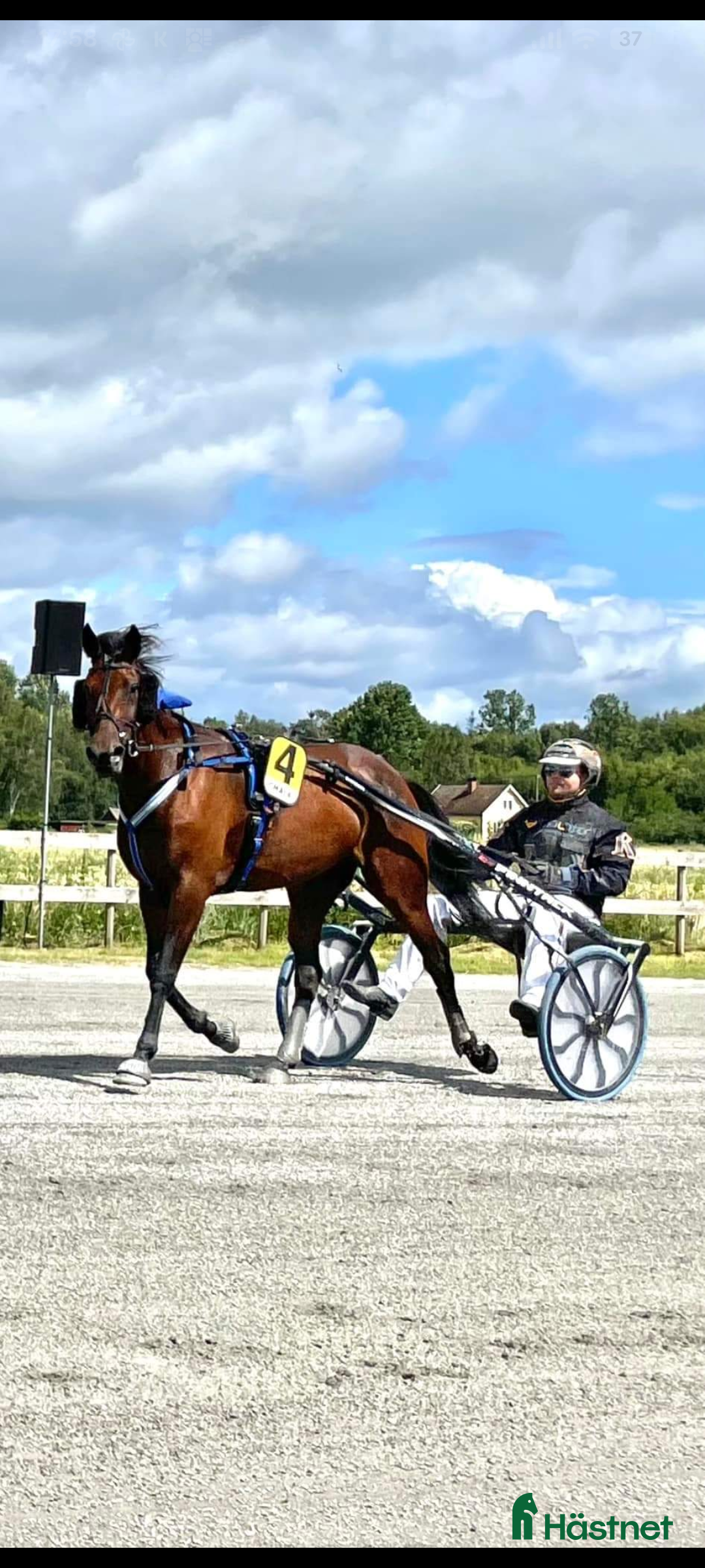 Trav hästar till salu: Snällt varmblodssto i Våxtorp - Annons 2