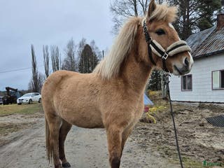 hästar Ester från Röja - Annons 15