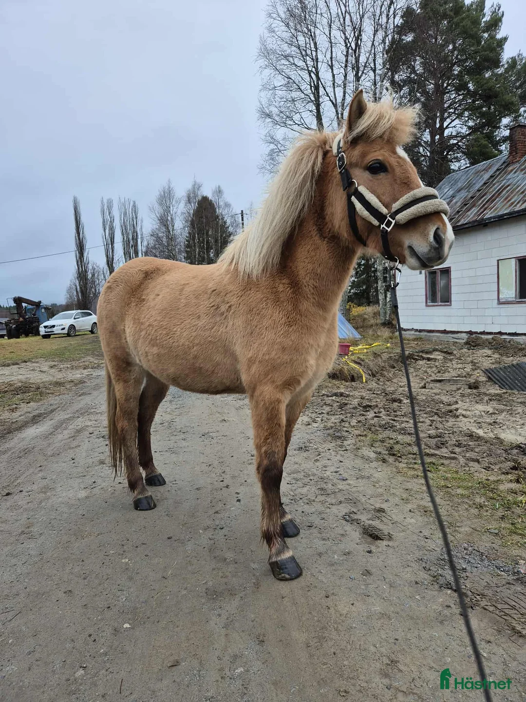Island hästar till salu: Ester från Röja  - Annons 1