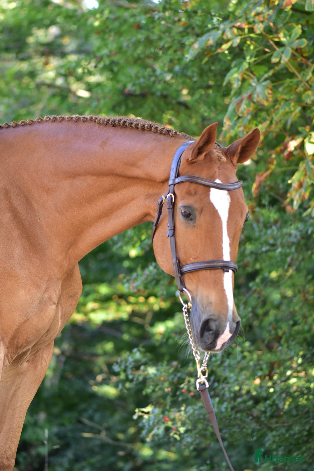 Hoppning hästar till salu: Valack med hjärta på rätt ställe  i Flyinge - Annons 1