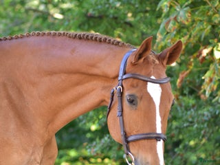 hästar Valack med hjärta på rätt ställe i Flyinge - Annons 4