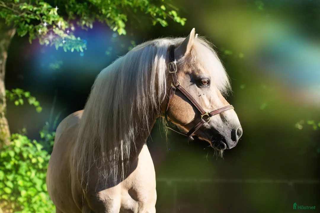 Galleribild {{count}}