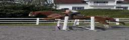 Allround hästar till salu: Kapacitetsfull och okomplicerad hopphäst - Annons 3