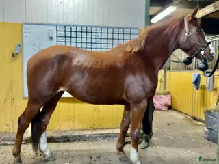 hästar Trevligt inridet hoppsto. i Knäred - Annons 15