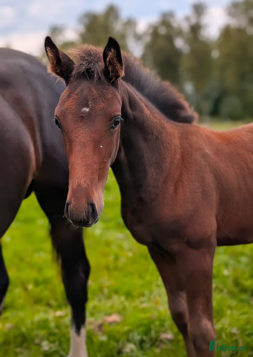  hästar Lyxig julklapp i Falköping - Annons 11