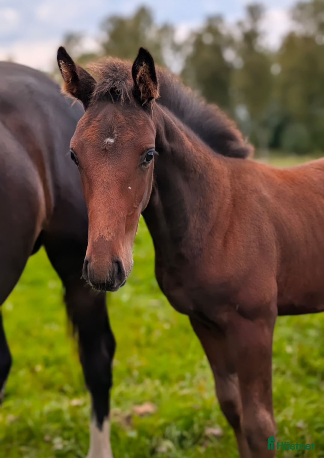 Hoppning hästar till salu: Lyxig julklapp i Falköping - Annons 1