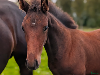 hästar Lyxig julklapp i Falköping - Annons 4