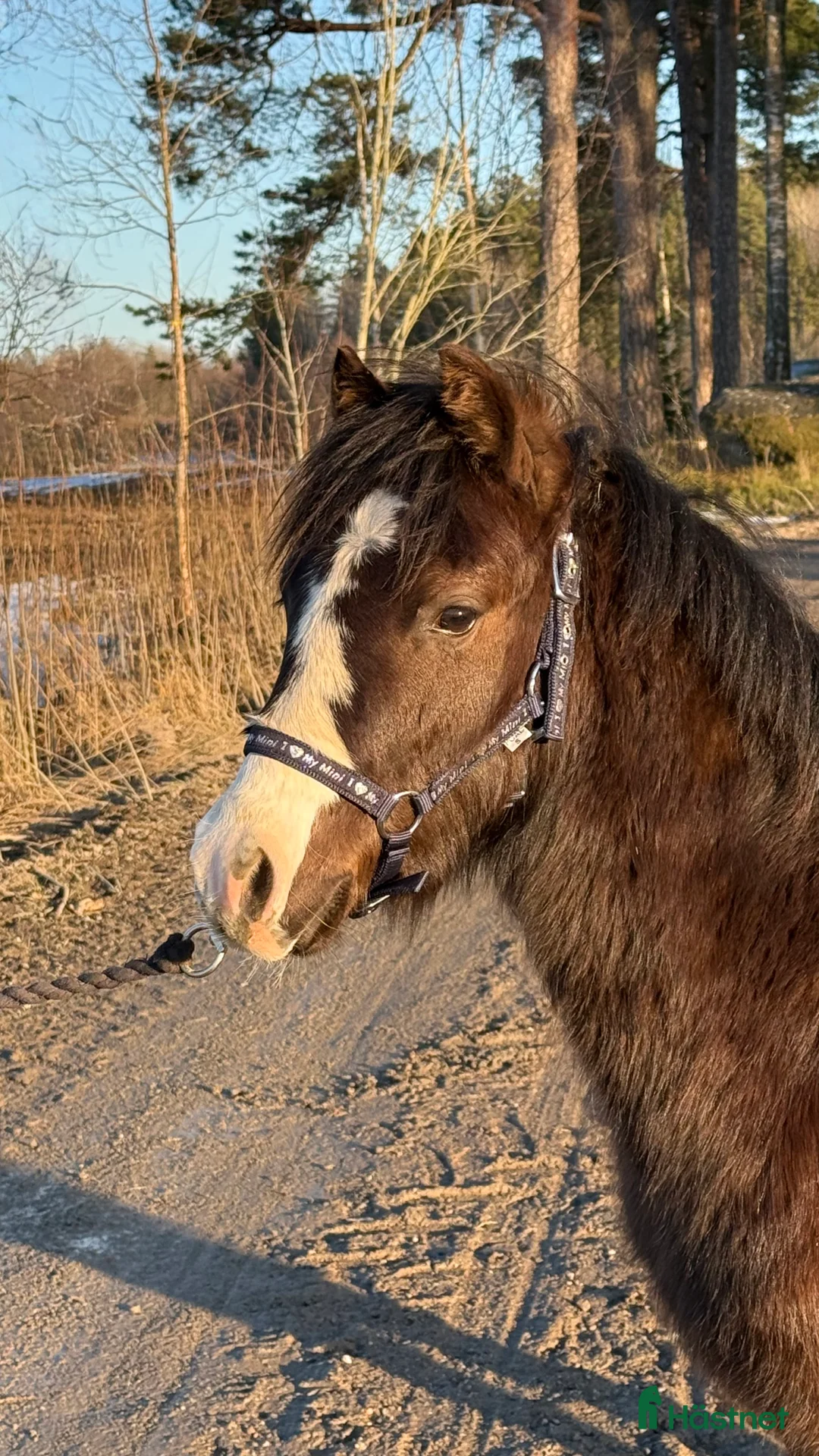 Allround hästar till salu: 4 fina Welsh Mountain Unghingstar/valacker  - Annons 2