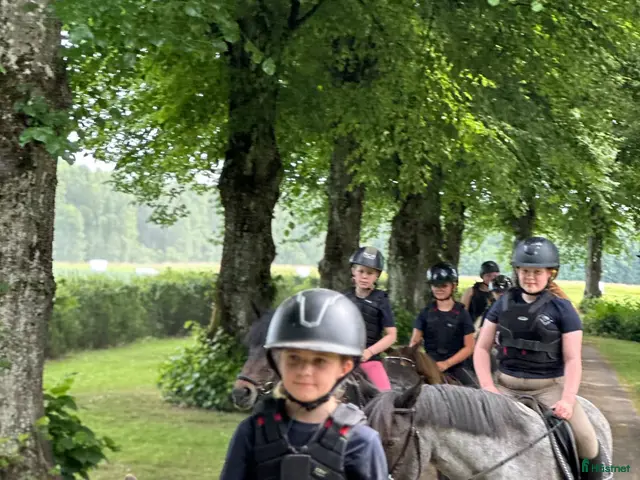 hästar sökes: Dponny sökes - Annons 1