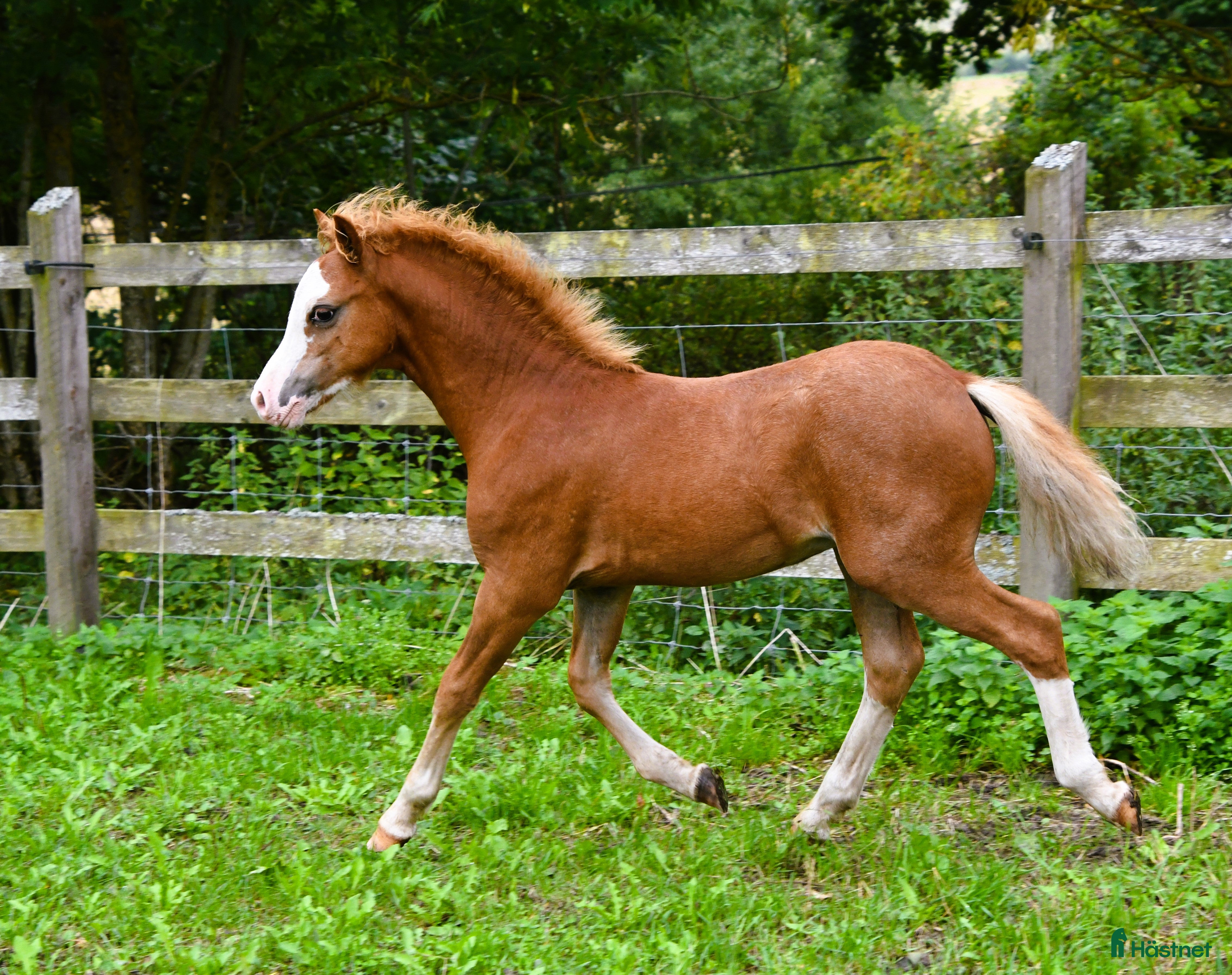  hästar Ett föl som fångar blicken direkt.  i Nyköping - Annons 10
