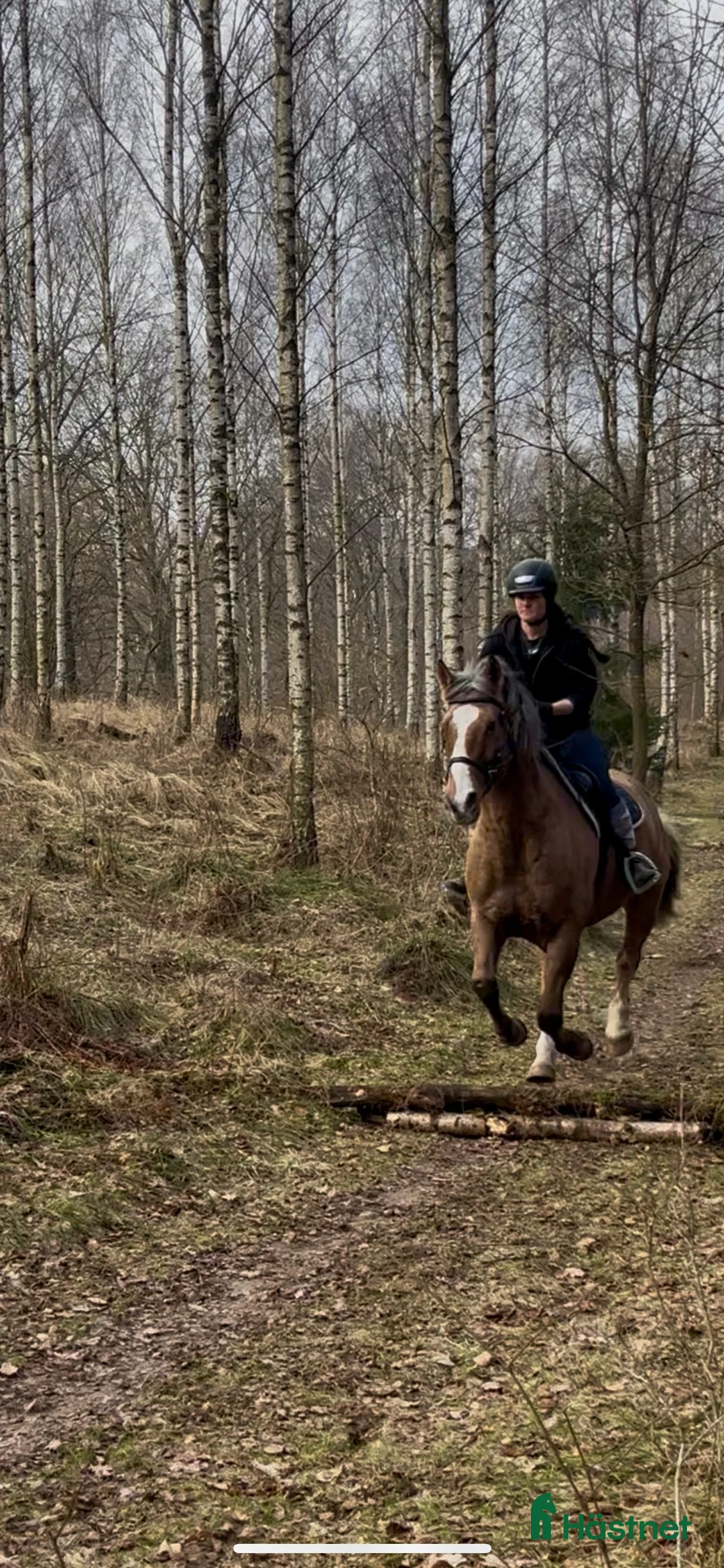 Allround hästar till salu: Allroundhäst för rätt hem  - Annons 2