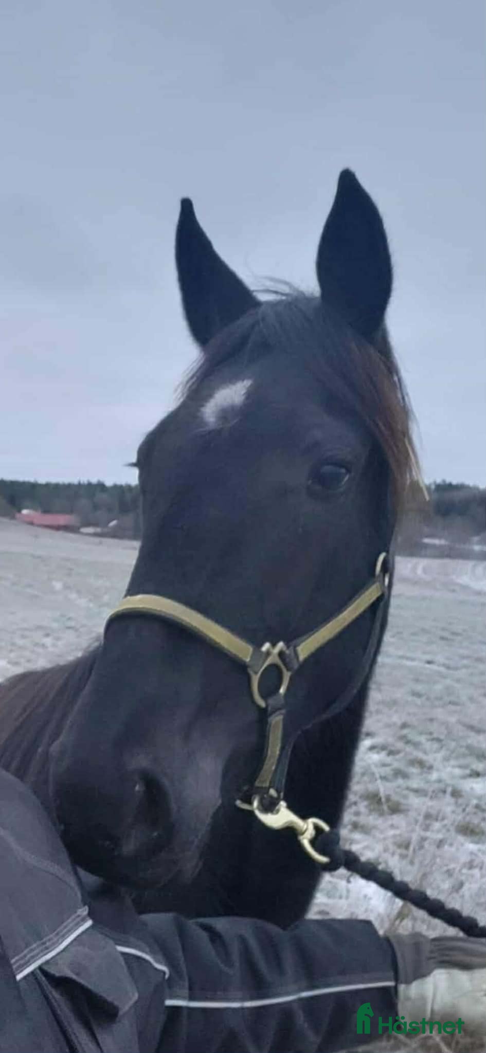  hästar 2 åring - Annons 2