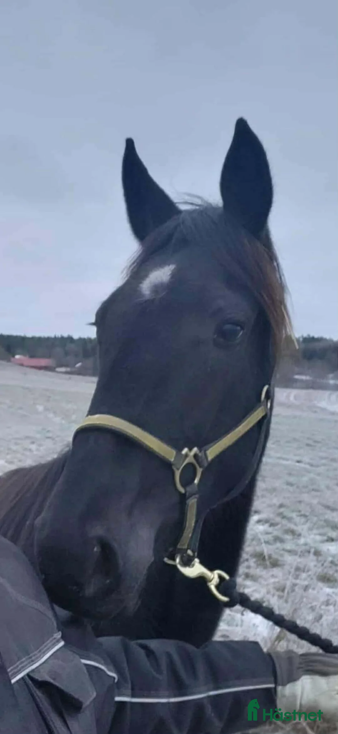 Trav hästar till salu: 2 åring - Annons 2