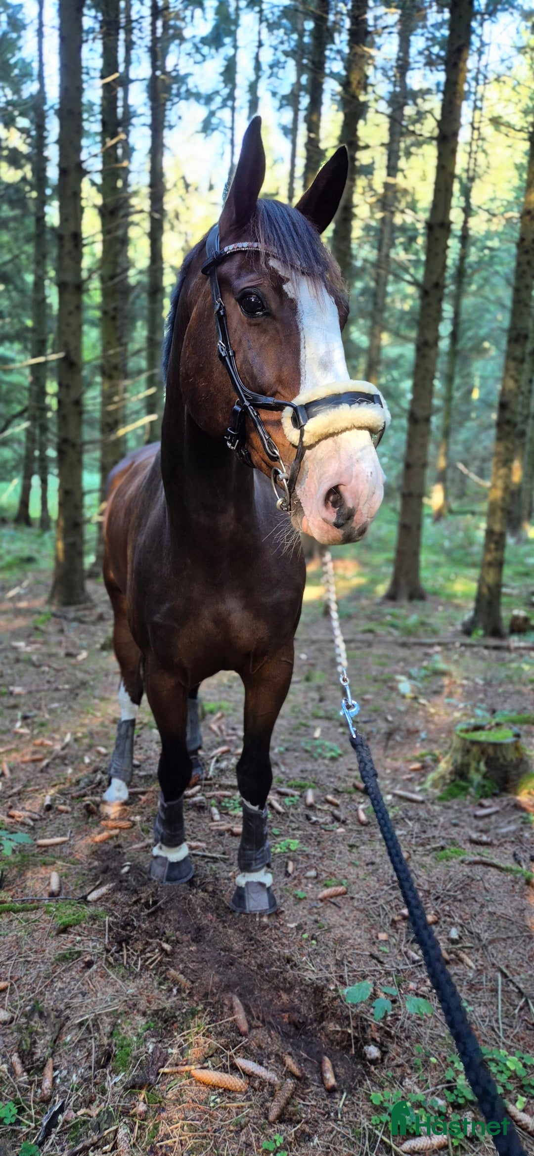 Träns hästutrustning till salu: PS of sweden high jump  i Anderslöv - Annons 2