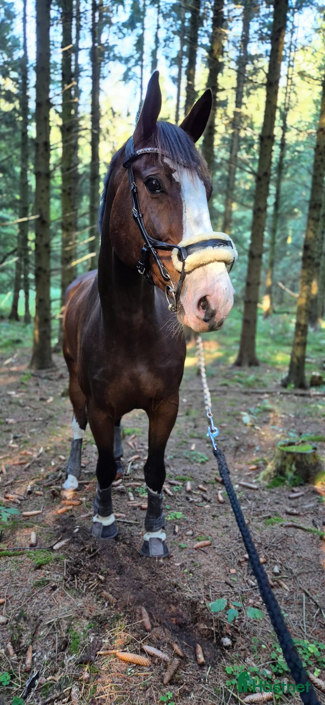 Träns hästutrustning till salu: PS of sweden high jump  i Anderslöv - Annons 2