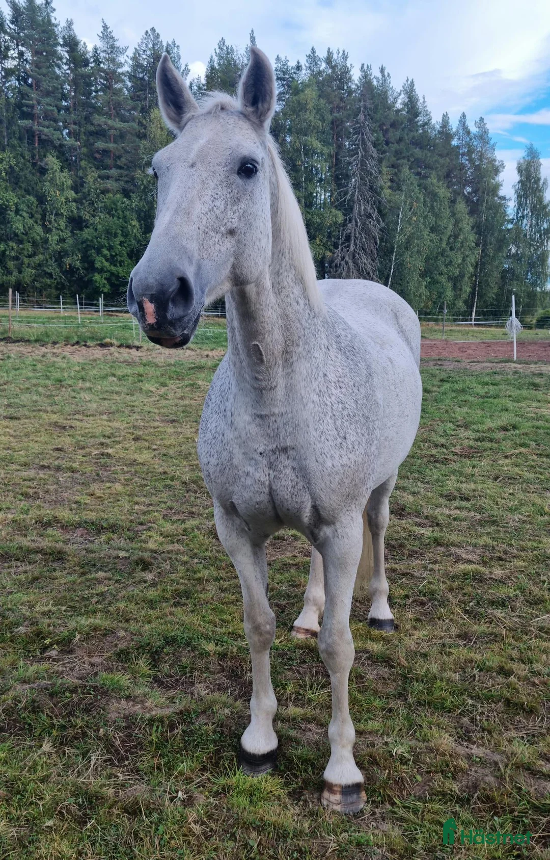 Allround hästar till salu: Blondie i Borlänge - Annons 2