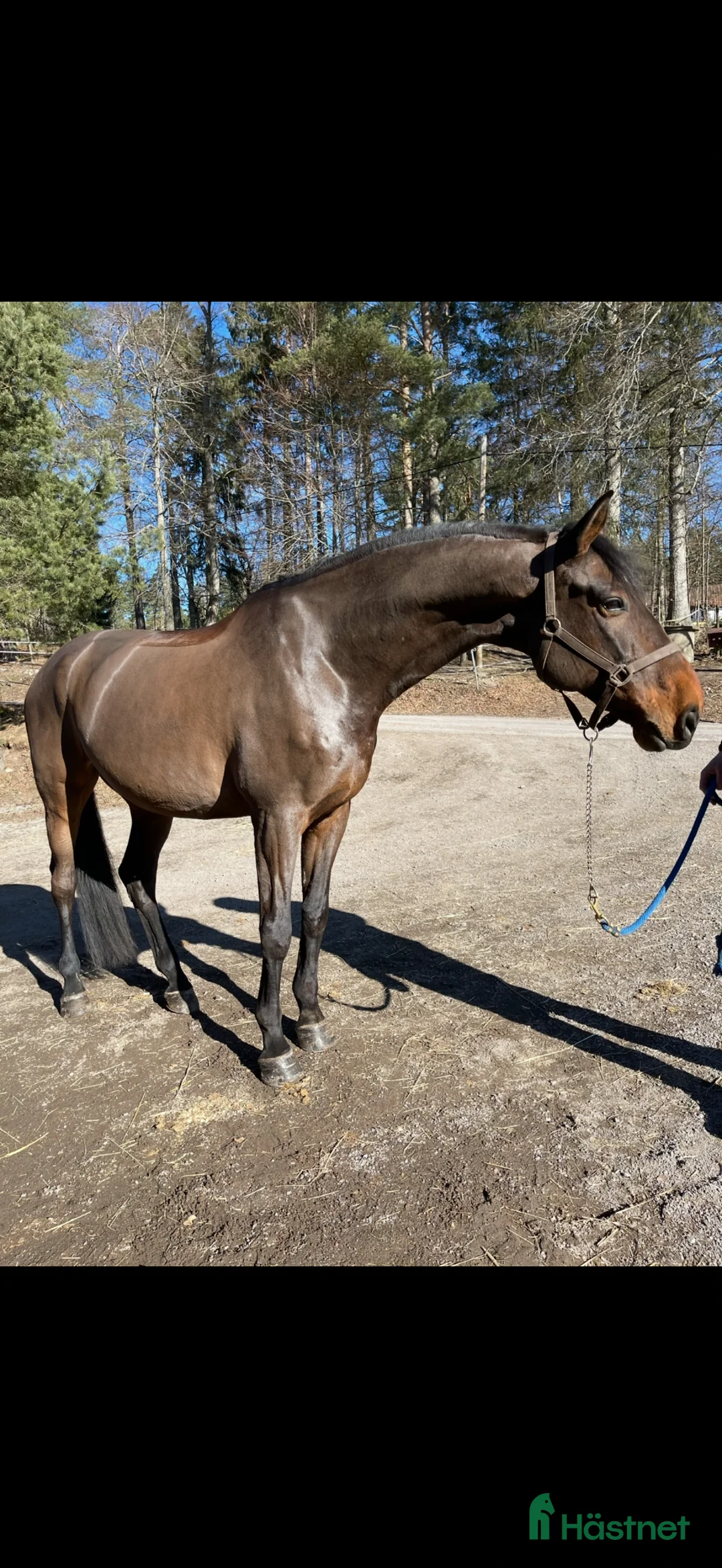 Hoppning hästar till salu: Fantastiskt snäll allroundhäst - Annons 2