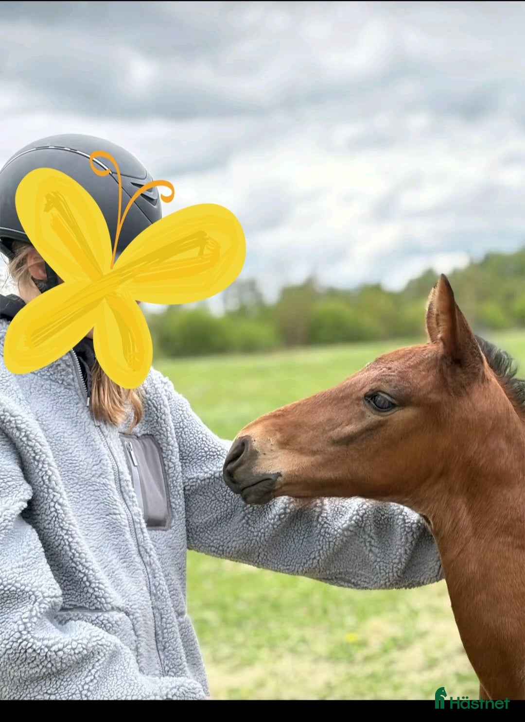 Allround hästar till salu: Charmig kille säljes  i Hultsfred - Bild 3