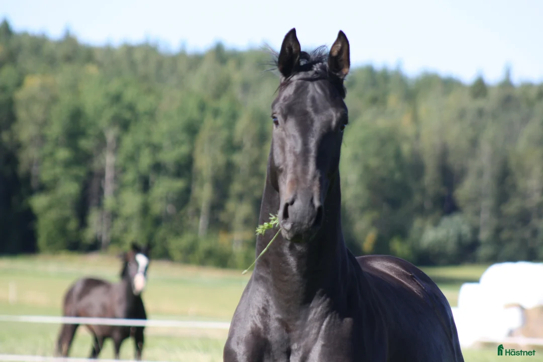 Dressyr hästar till salu: Talang redo att sätta igång efter BH Hotline! - Annons 4