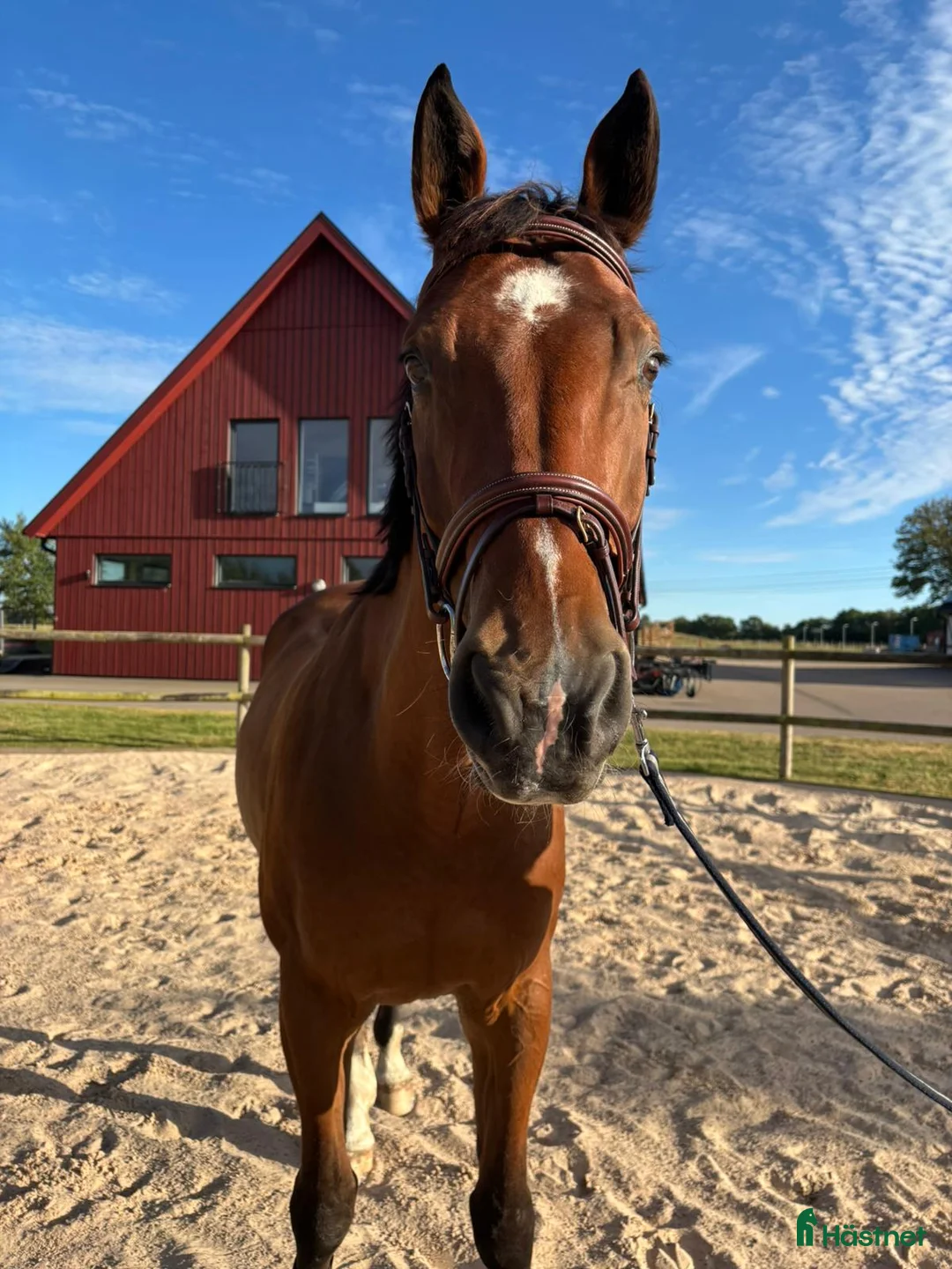 Hoppning hästar till salu: 🌟 SWB HOPPHÄST 🌟 - Annons 1