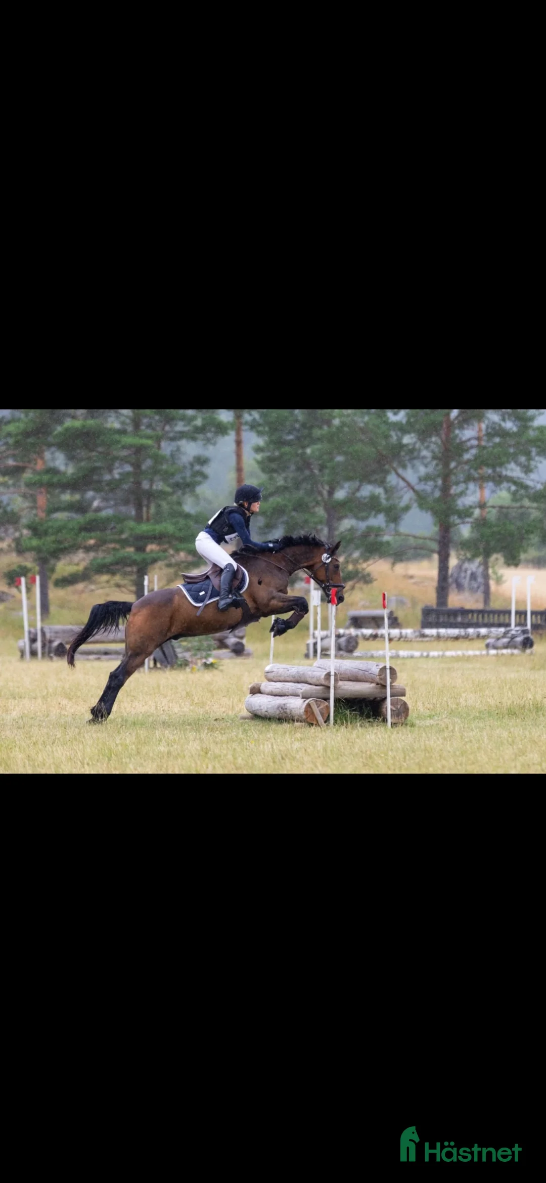  foderhäst sökes: Ponny sökes på foder 🐎 i Lidingö - Annons 1